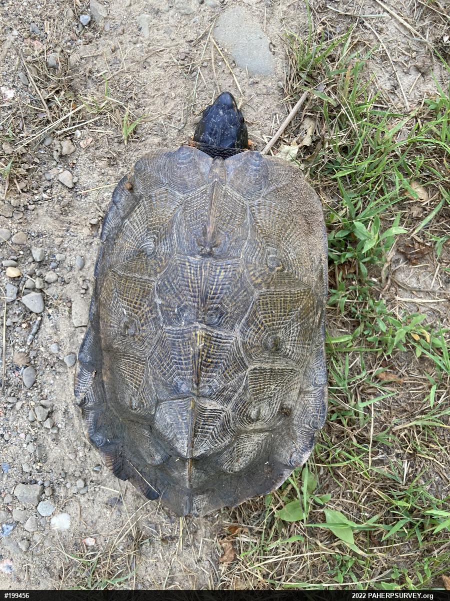Wood Turtle