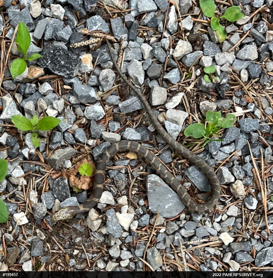 Northern Watersnake