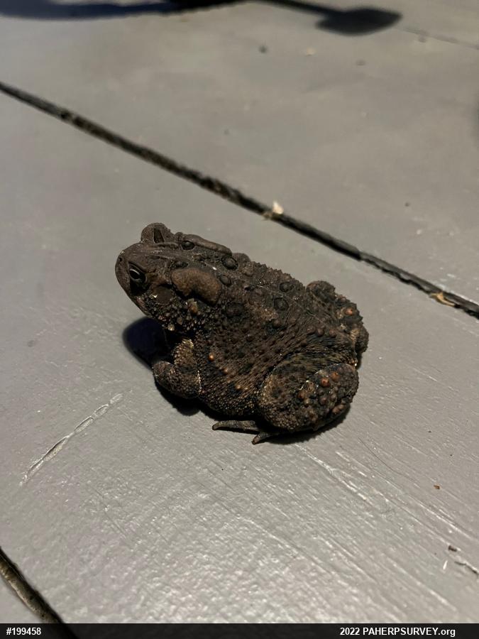 Eastern American Toad