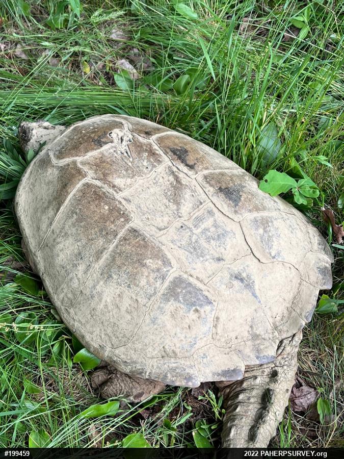 Snapping Turtle