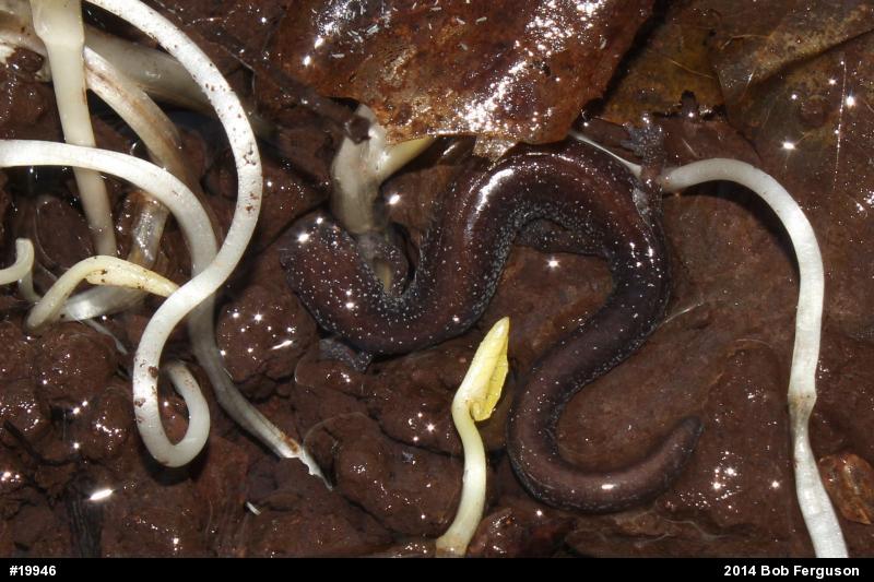 Eastern Red-backed  Salamander