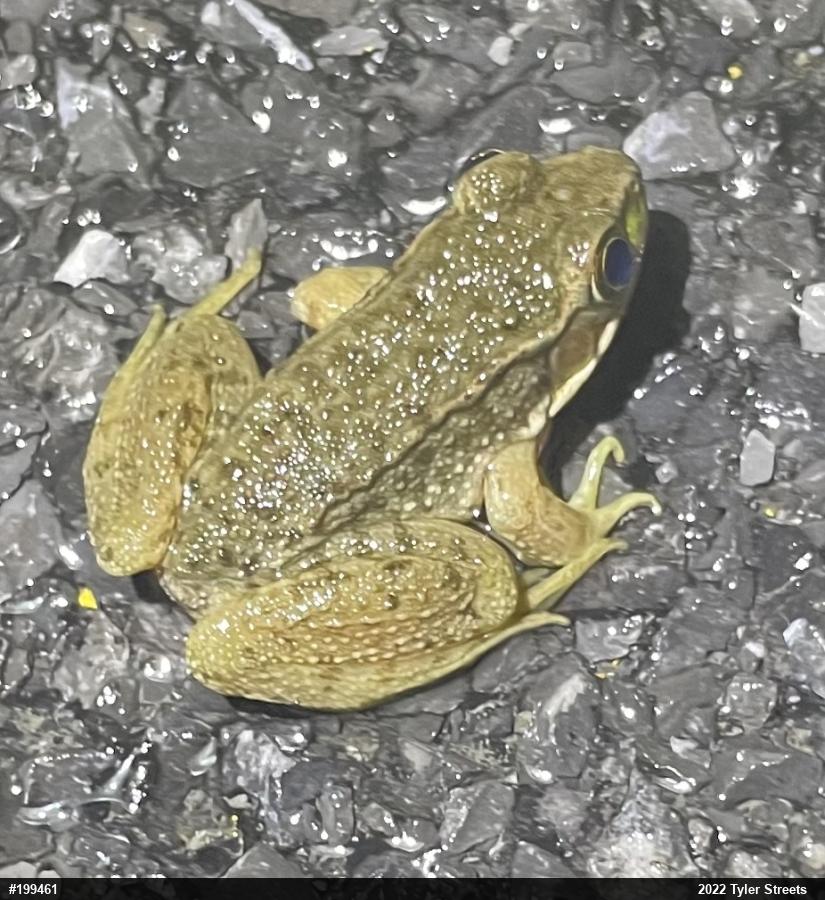 Green Frog