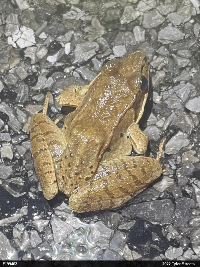 Wood Frog