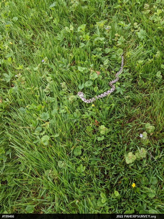 Eastern Ratsnake