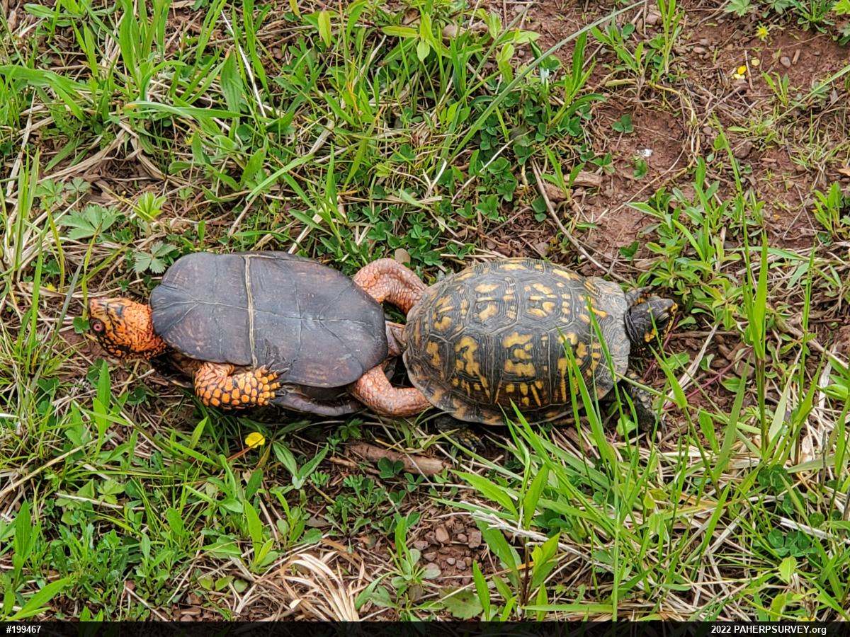 Eastern Box Turtle