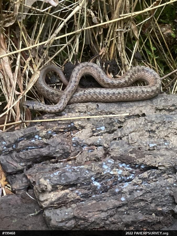 Dekay's Brownsnake