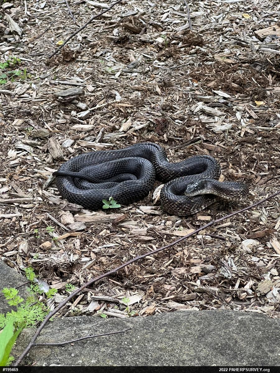 Eastern Ratsnake