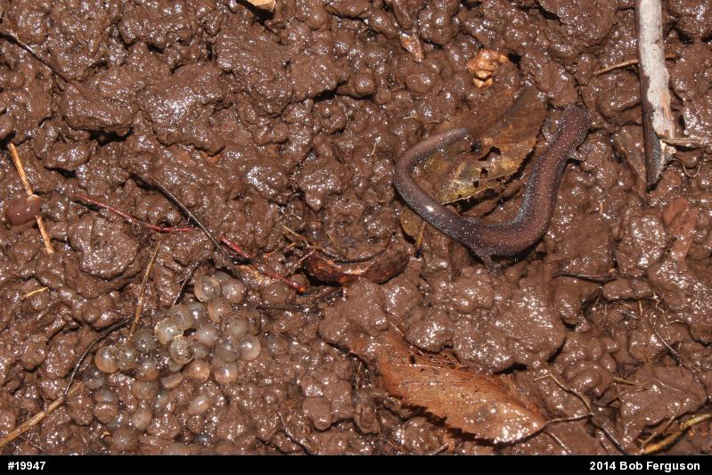 Eastern Red-backed  Salamander