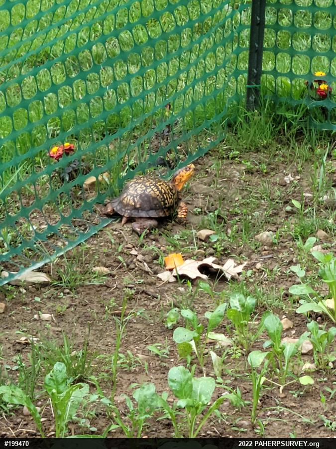 Eastern Box Turtle