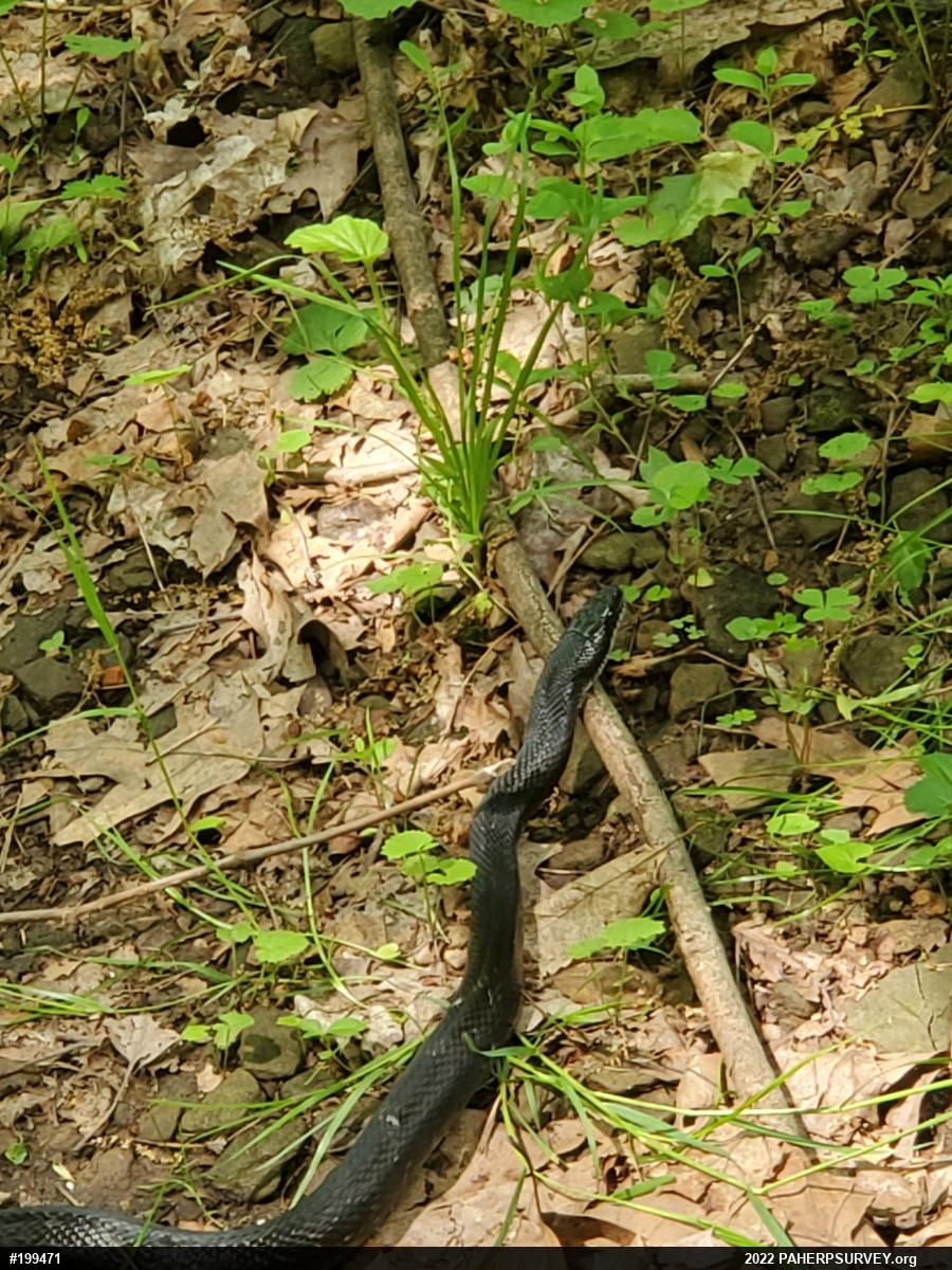 Eastern Ratsnake