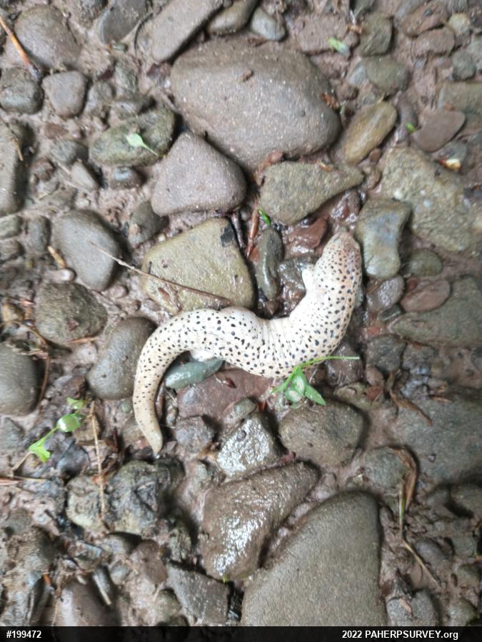 Northern Red Salamander