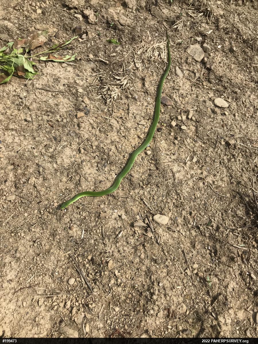 Smooth Greensnake