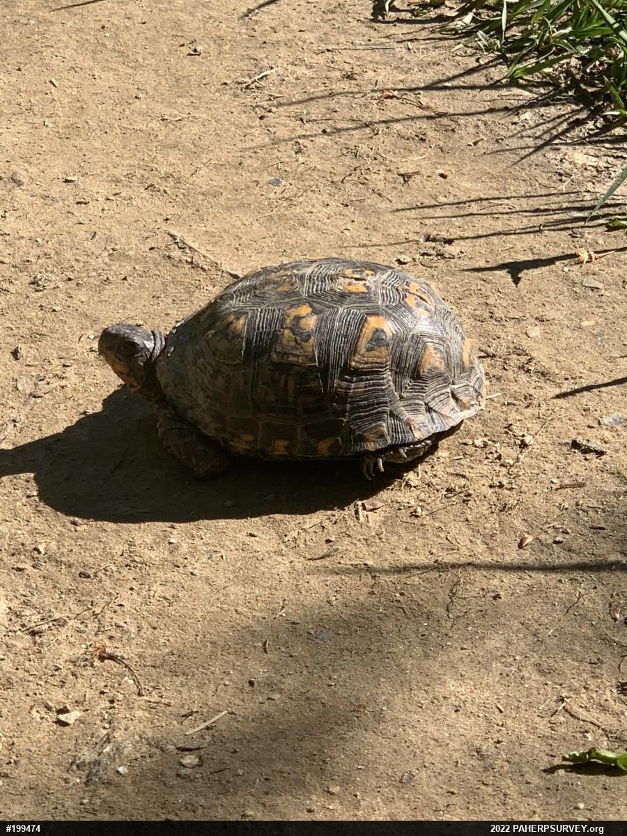 Eastern Box Turtle