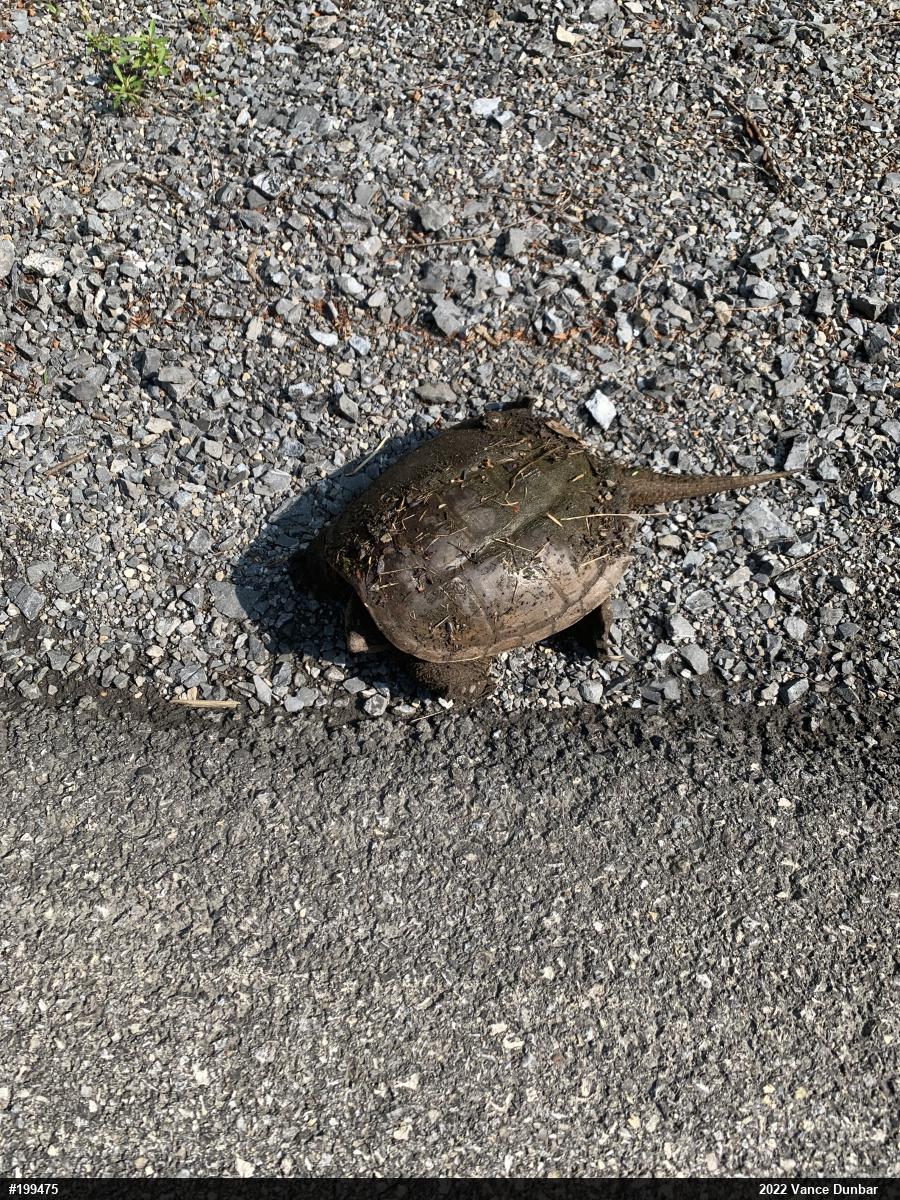 Snapping Turtle