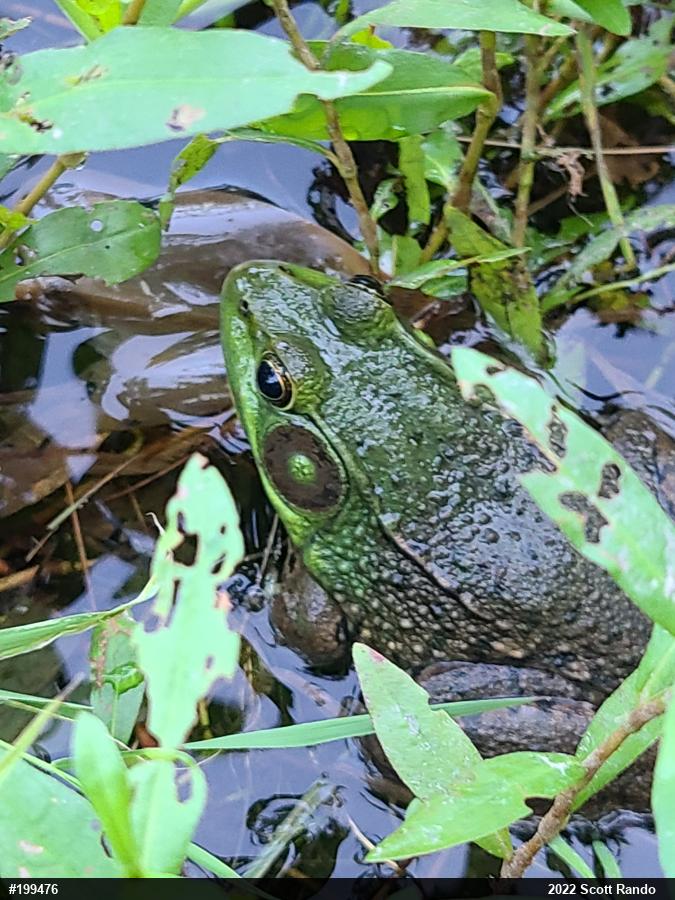 Green Frog