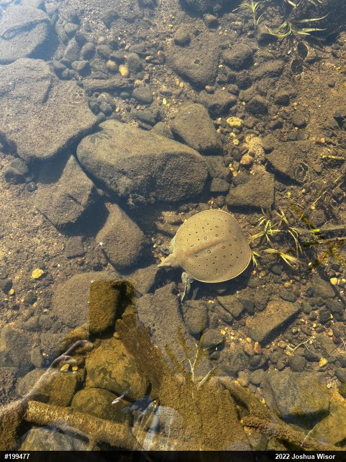 Eastern Spiny Softshell