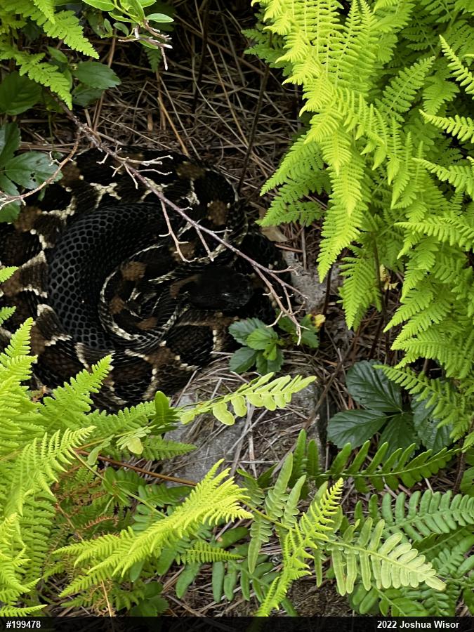 Timber Rattlesnake