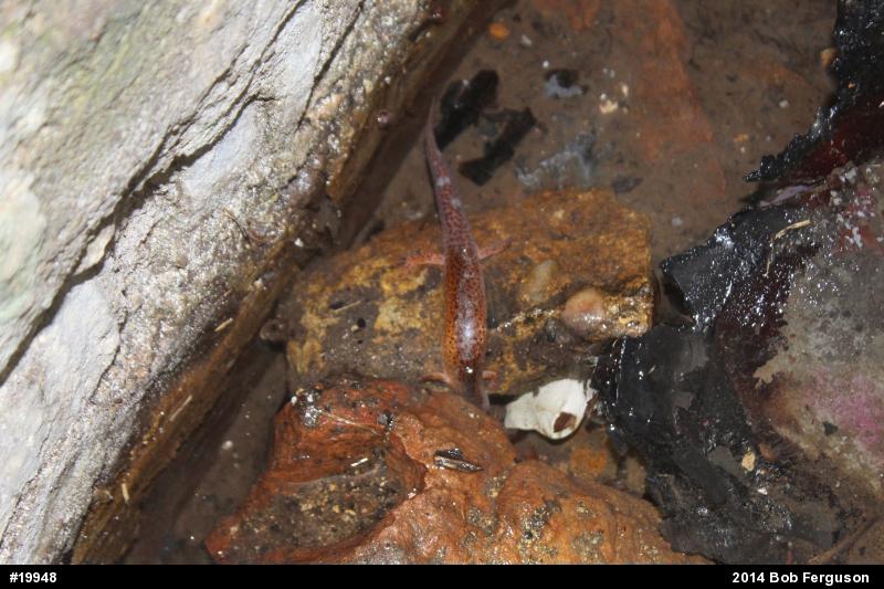 Northern Red Salamander