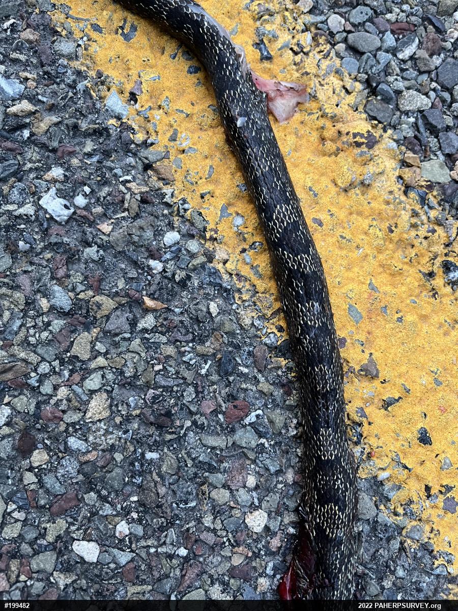 Eastern Ratsnake