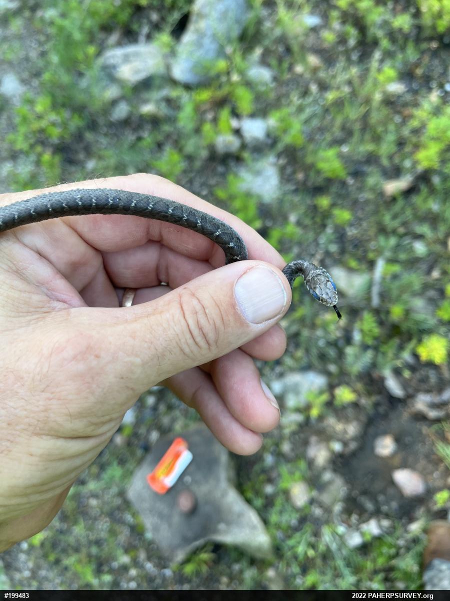 Northern Black Racer