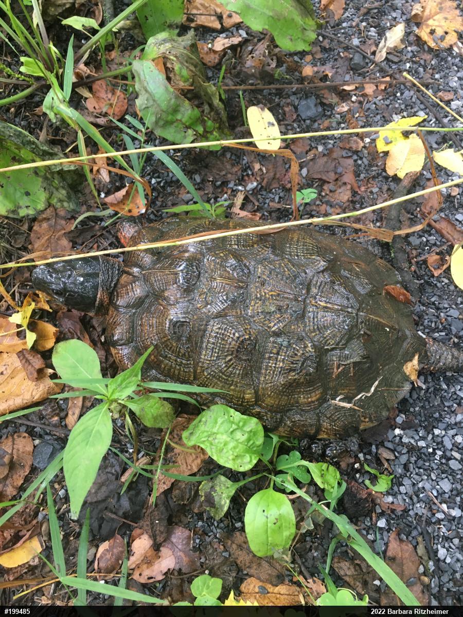 Wood Turtle