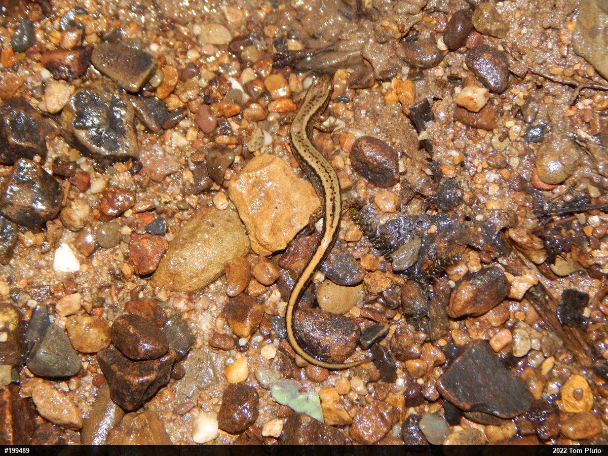 Northern Two-lined Salamander