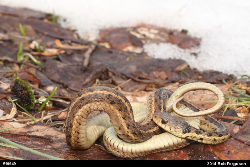 Eastern Gartersnake
