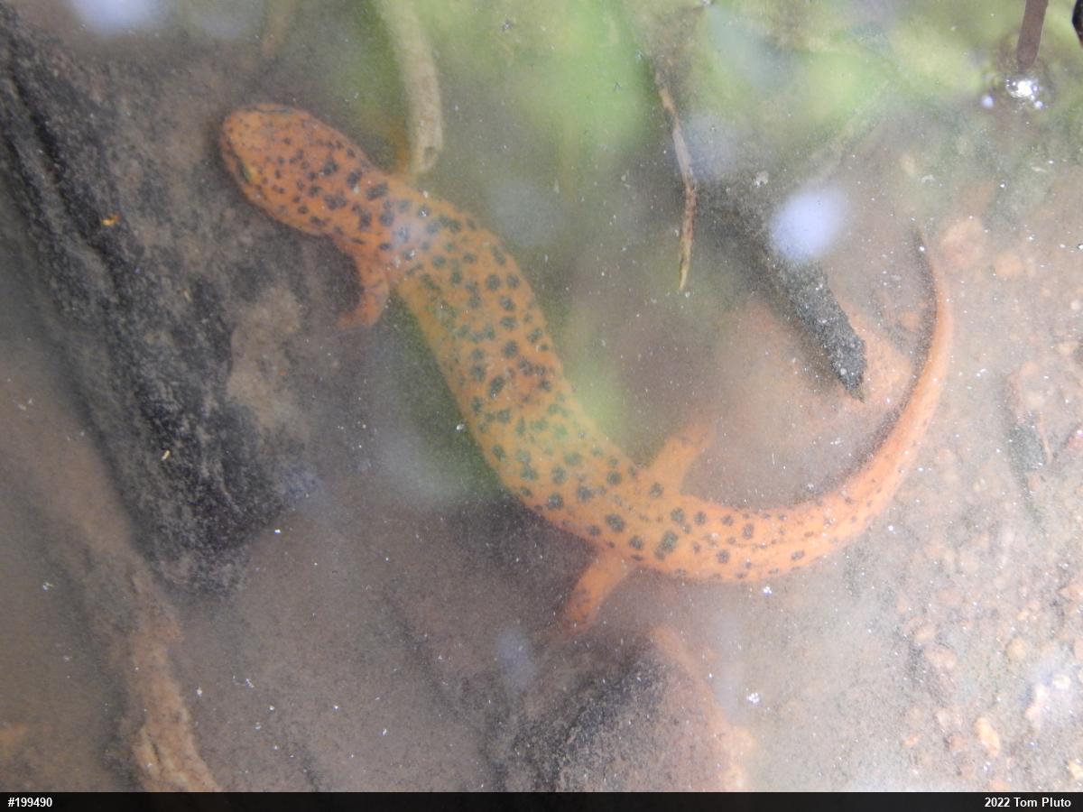 Northern Red Salamander