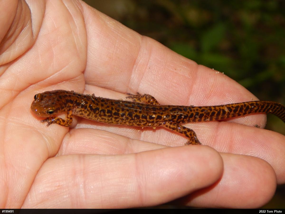 Eastern Long-tailed Salamander