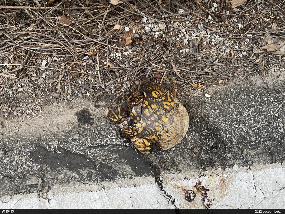 Eastern Box Turtle