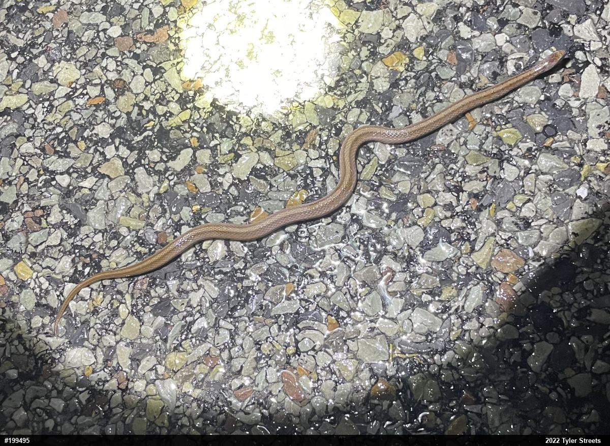 Dekay's Brownsnake