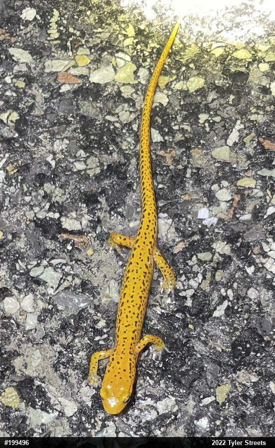 Eastern Long-tailed Salamander