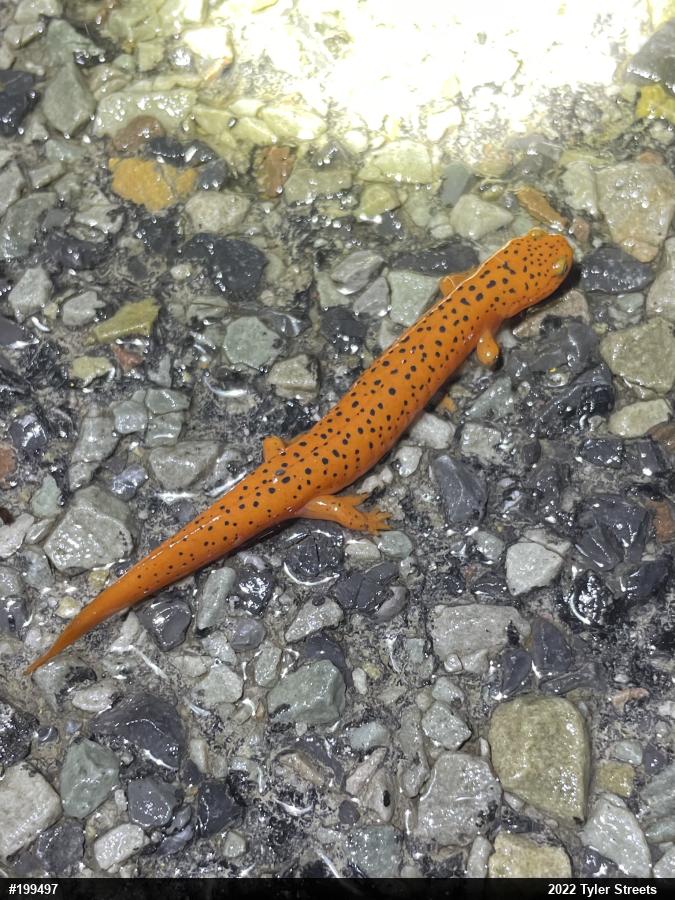 Northern Red Salamander