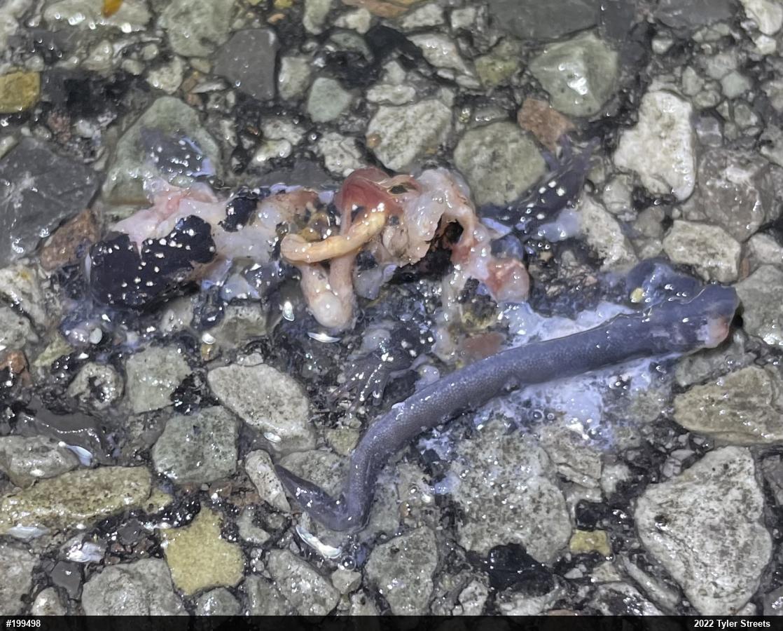 Northern Slimy Salamander