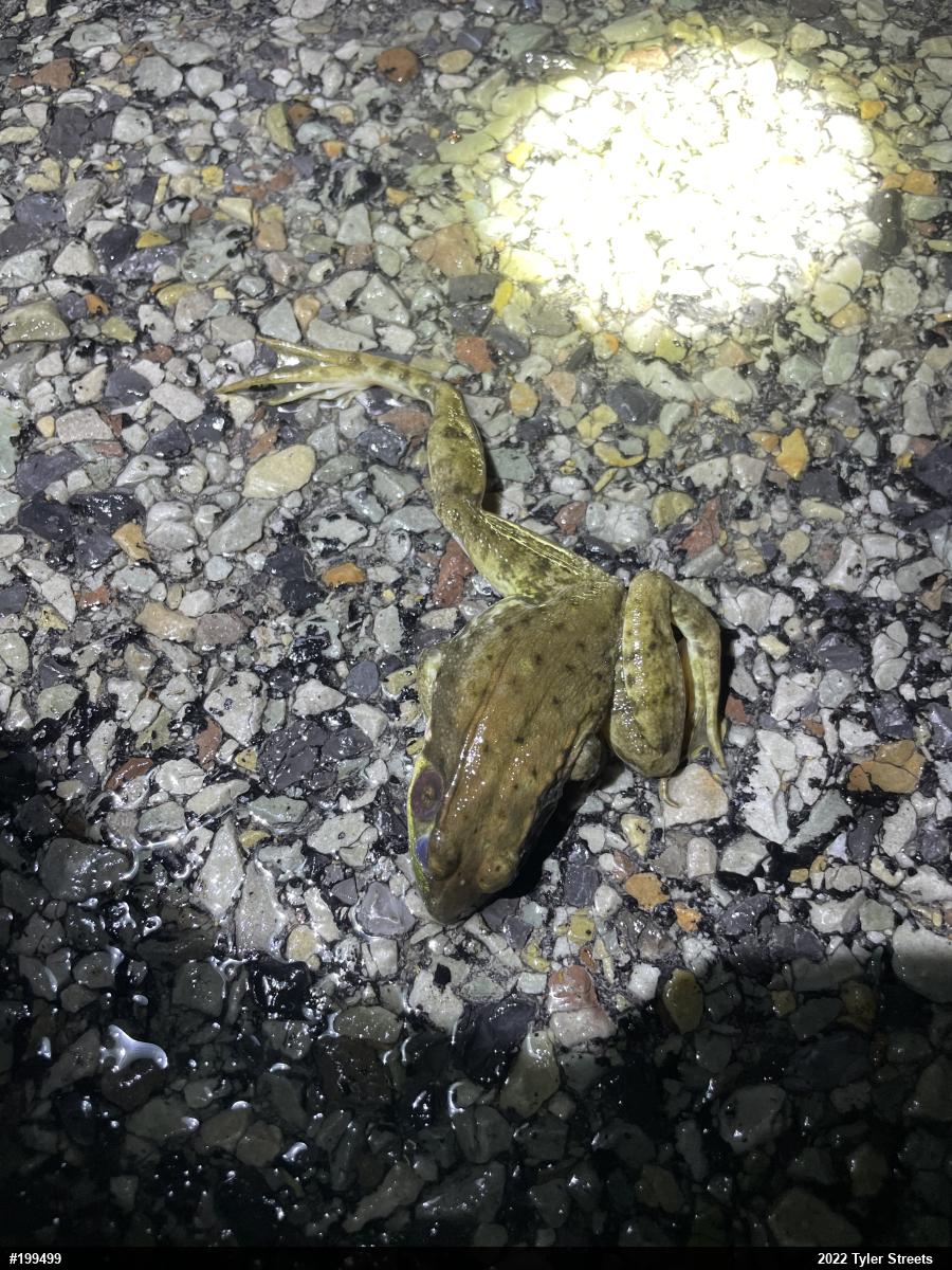 Green Frog
