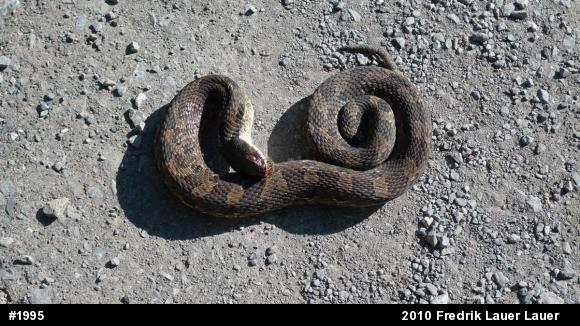Eastern Hog-nosed Snake