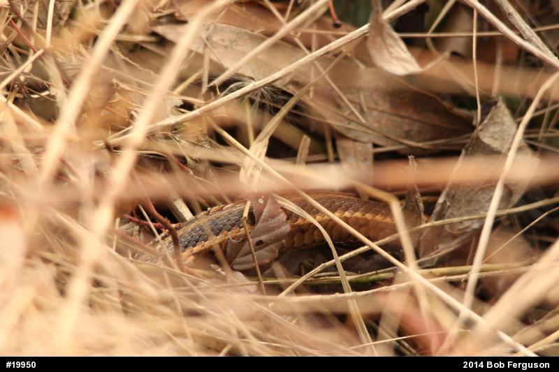 Eastern Gartersnake