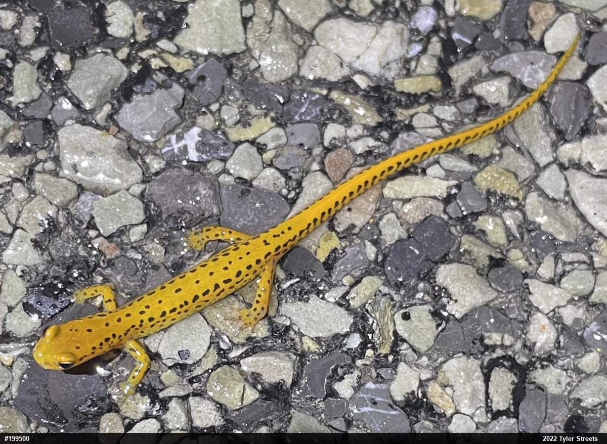 Eastern Long-tailed Salamander