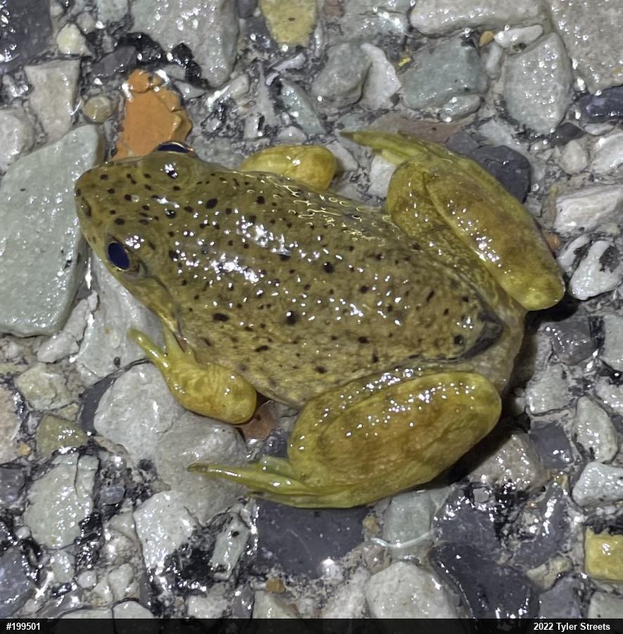American Bullfrog