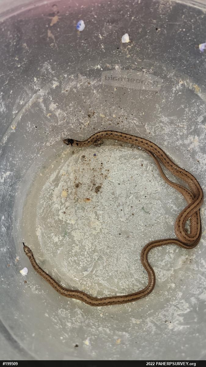 Dekay's Brownsnake
