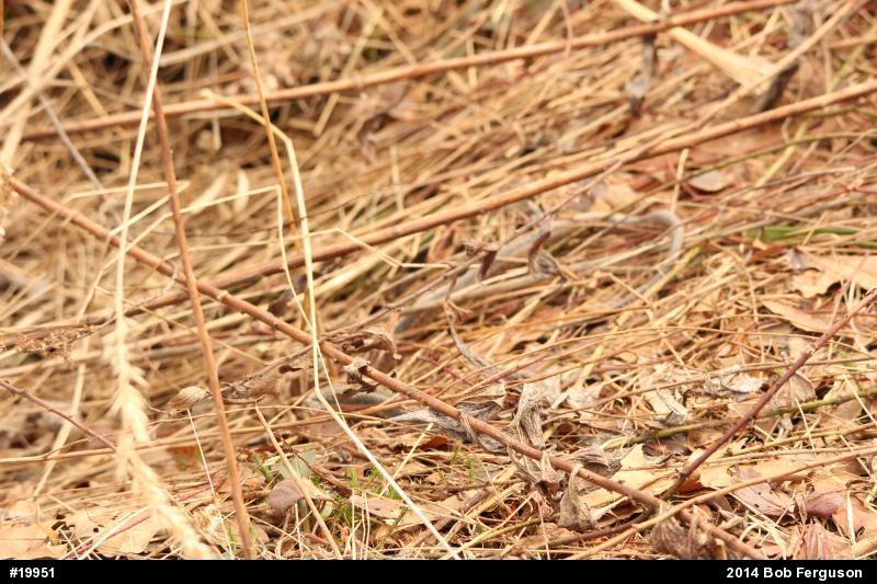 Eastern Gartersnake