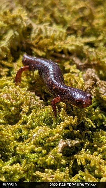 Four-toed Salamander