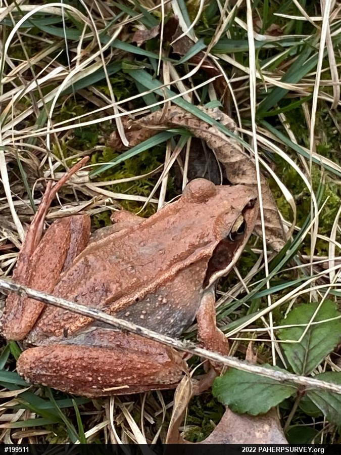 Wood Frog