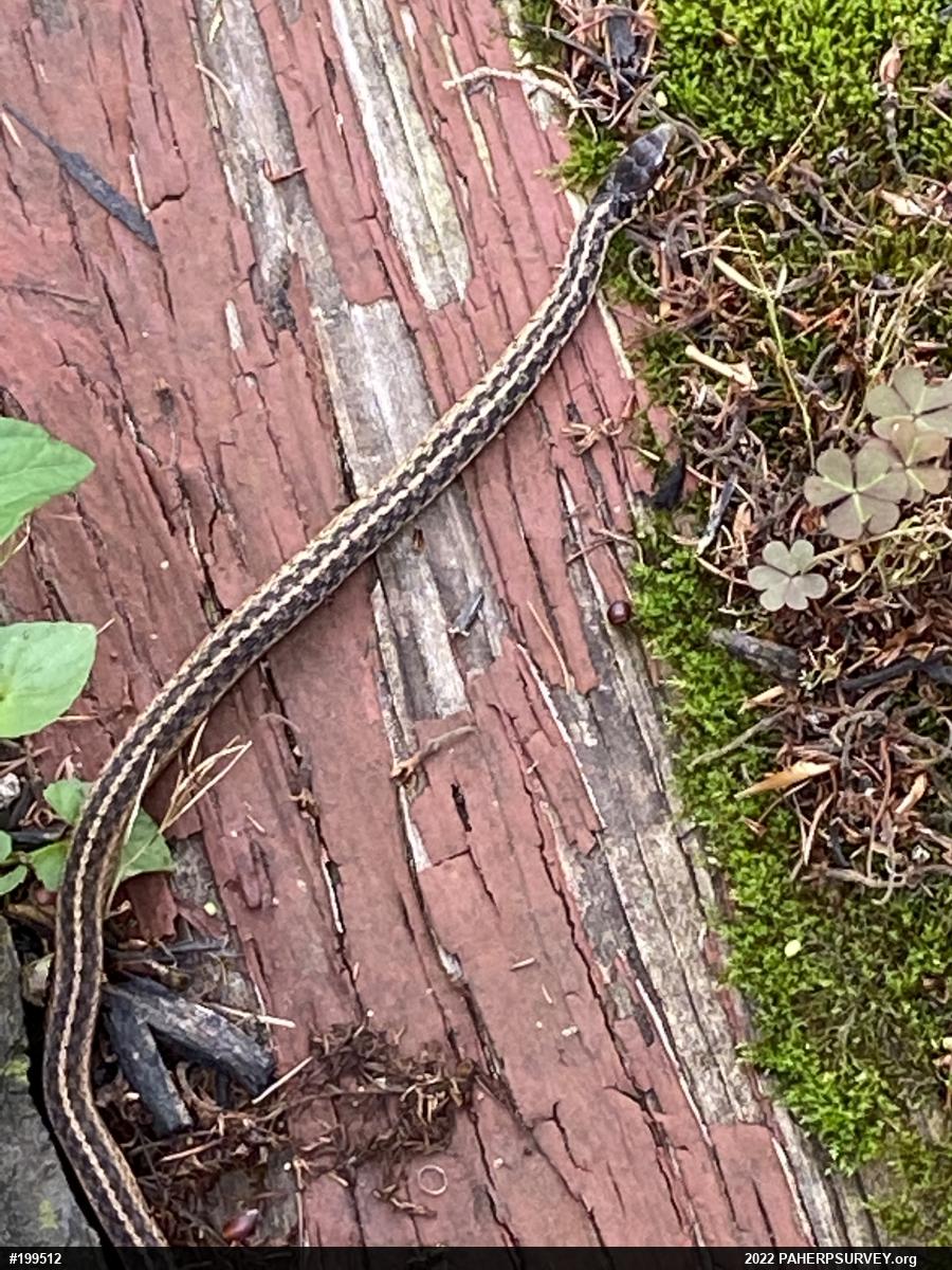 Eastern Gartersnake