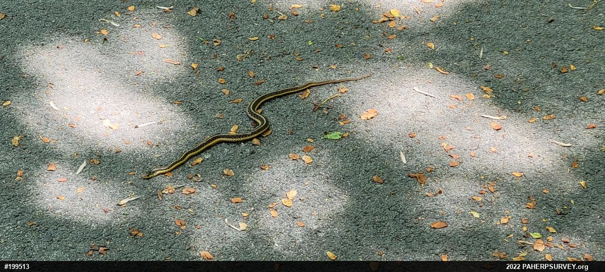 Eastern Gartersnake