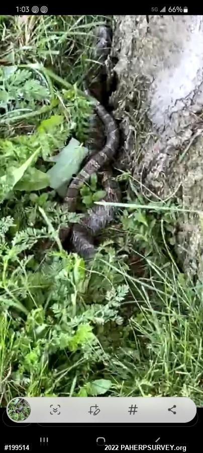 Eastern Milksnake
