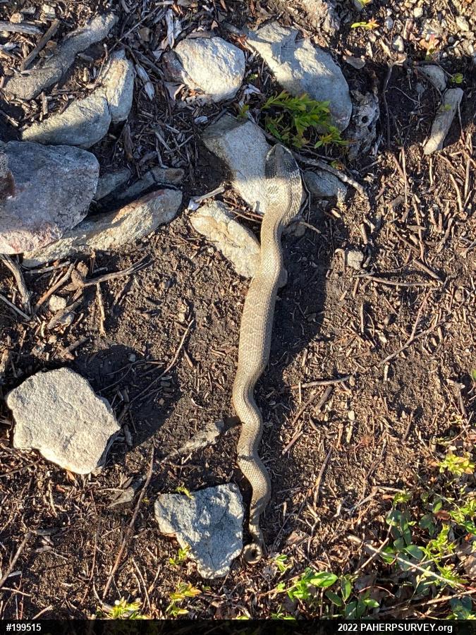 Eastern Hog-nosed Snake