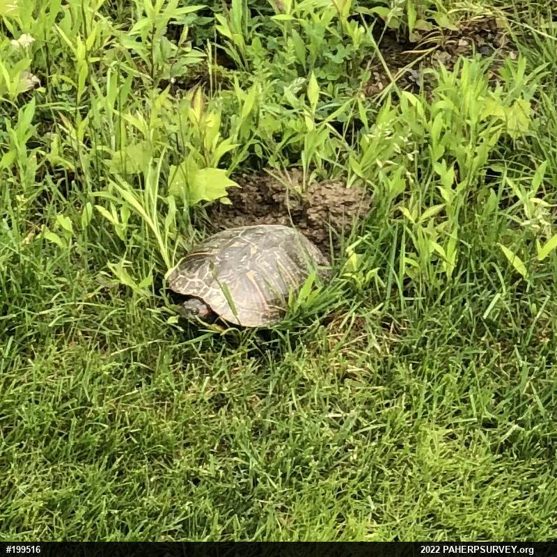 Red-eared Slider