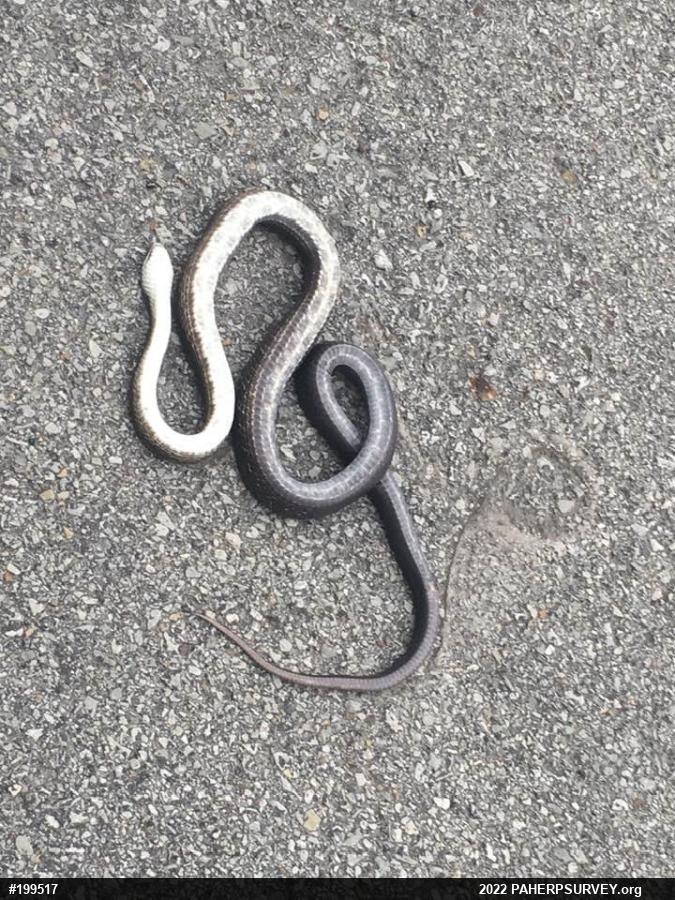 Eastern Ratsnake