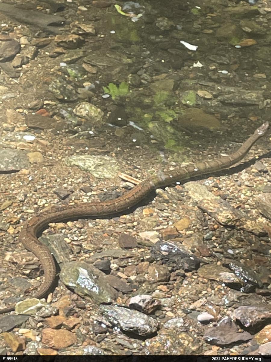 Northern Watersnake